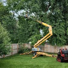 Best Emergency Tree Removal  in Navajo, NM