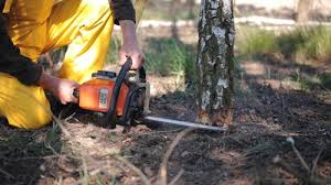 Best Lawn Renovation and Restoration  in Navajo, NM