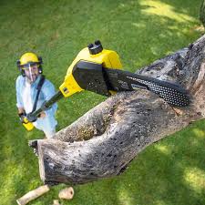 How Our Tree Care Process Works  in  Navajo, NM