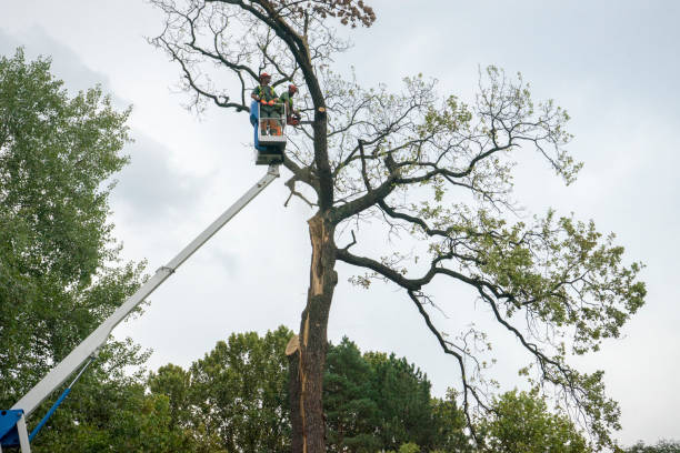 Best Tree and Shrub Care  in Navajo, NM