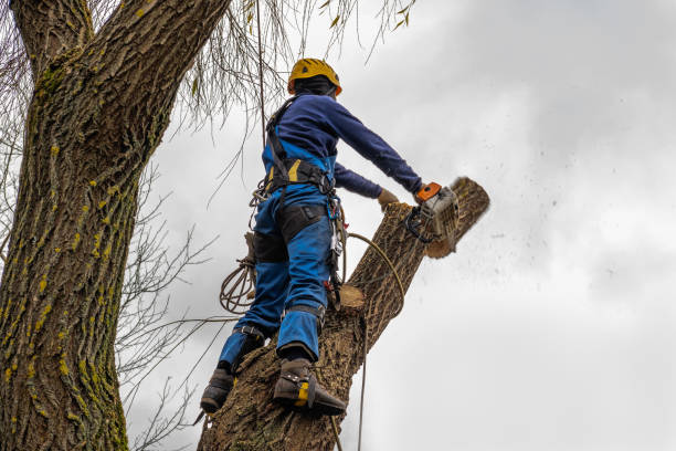 Best Tree Maintenance Programs  in Navajo, NM