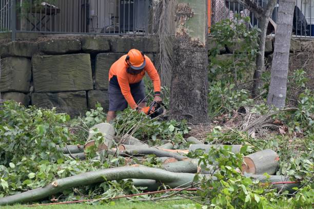 Best Arborist Consultation Services  in Navajo, NM