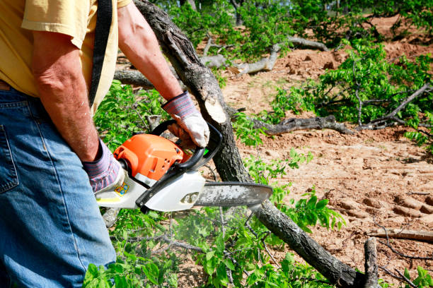 Best Lawn Watering Services  in Navajo, NM